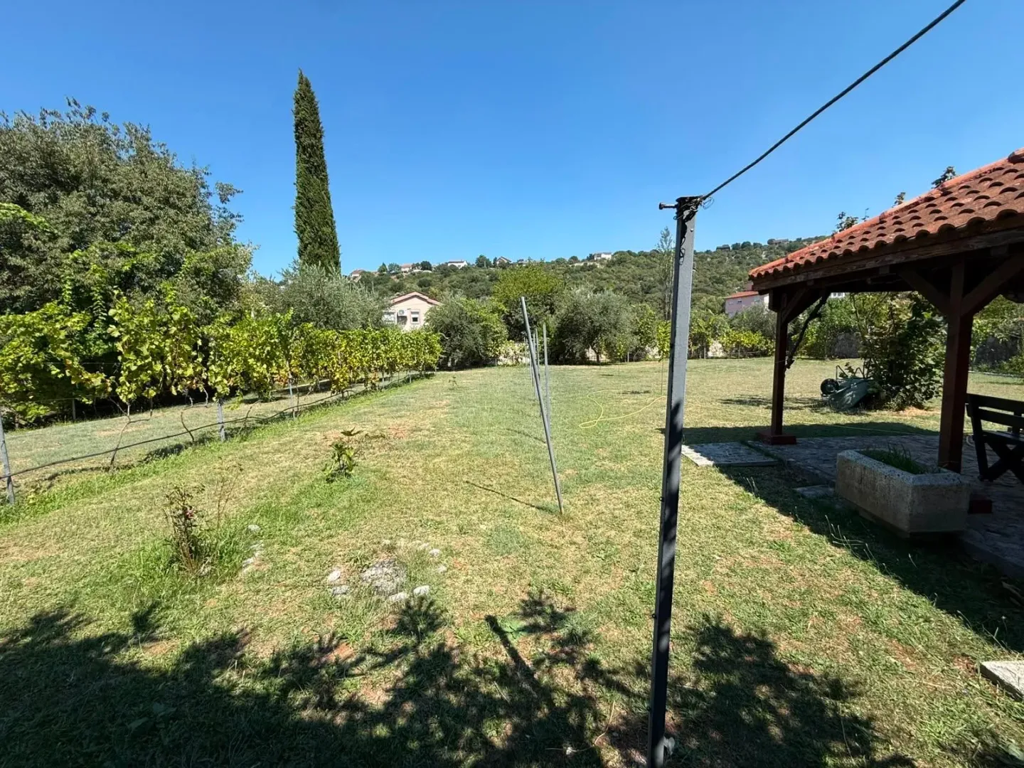 Green yard with a vineyard and a wooden canopy.