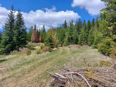 Prodaja, plac, 17505m², Žabljak, Crna Gora - image 4