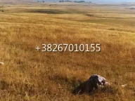 Sale, land lot, 1171m², Motički gaj, Žabljak - image 5