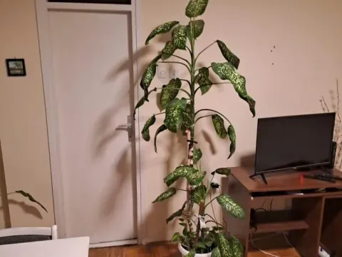 Izdavanje, jednosoban stan, 30m², Liman 3, Novi Sad Sve Podlokacije - image 6