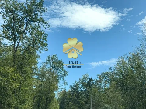Pogled na drveće i nebo iz dvorišta. - image 3