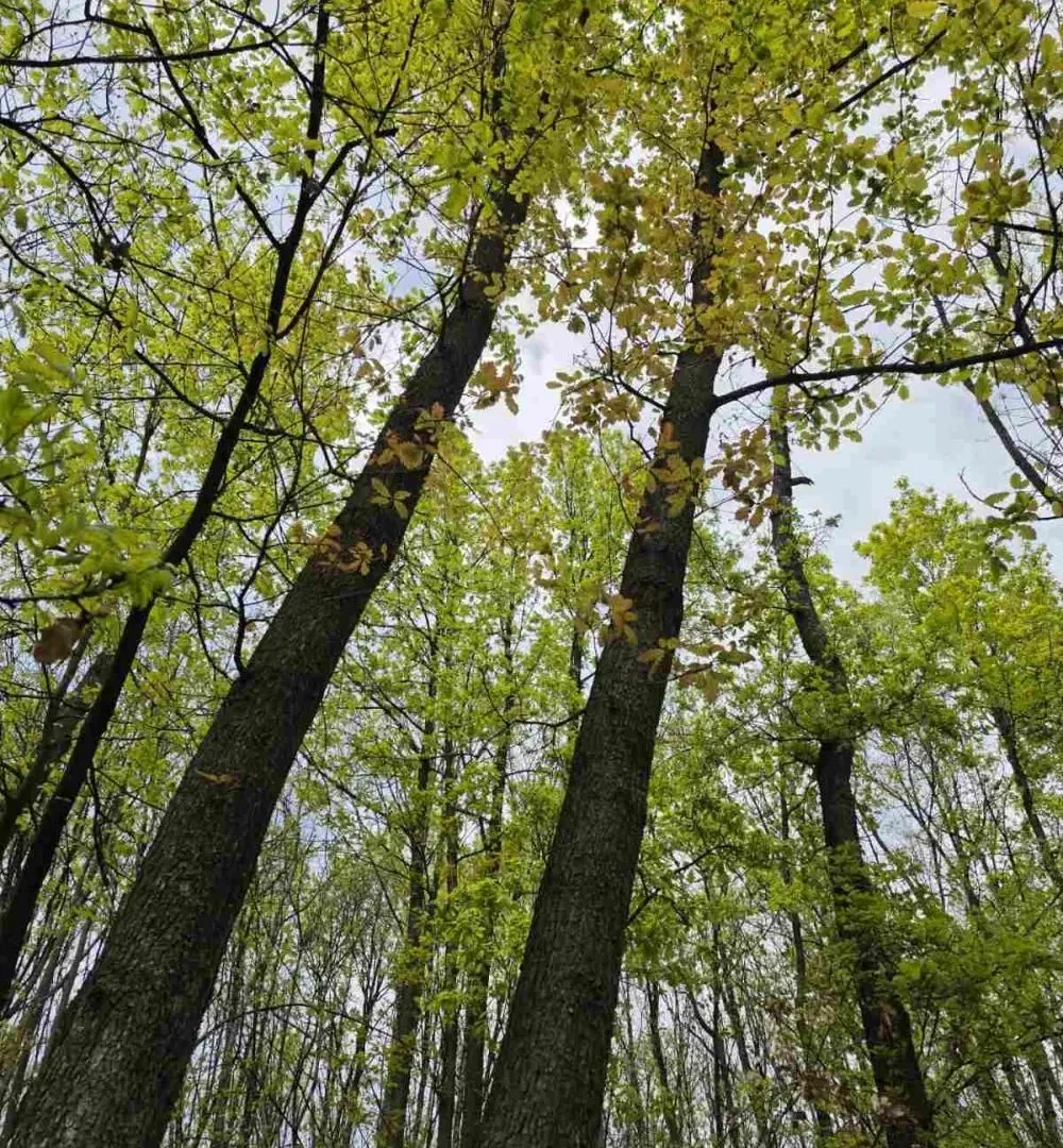 Prodaja, plac, 12800m², Bukovik, Arandjelovac