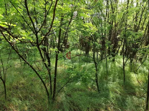 Sale, house, 50m², Peščara, Subotica - image 17