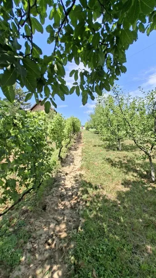 Prodaja, plac, 3000m², Bocke, Petrovaradin