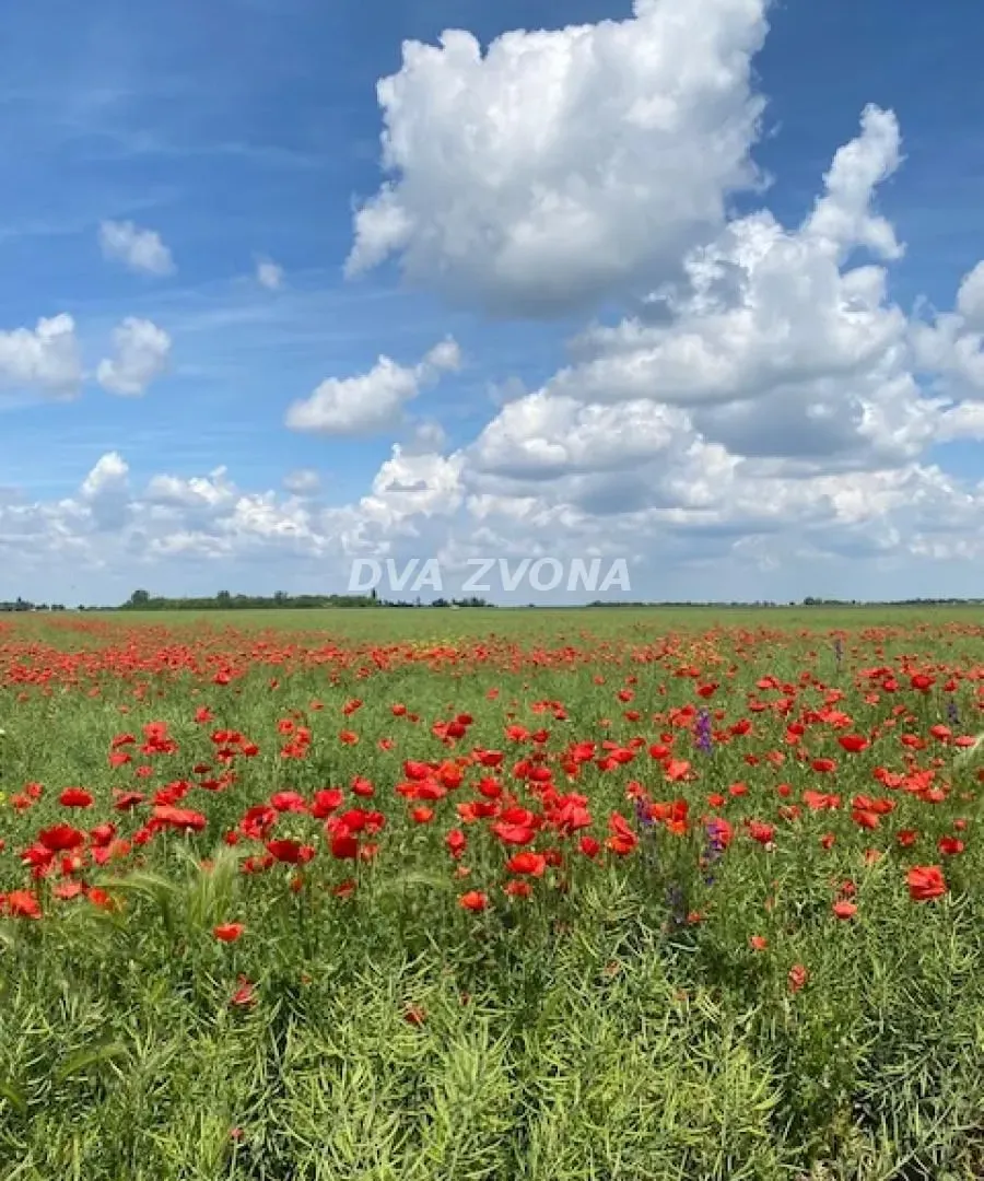 Prodaja, kuća, 37m², Čenej, Novi Sad Sve Podlokacije