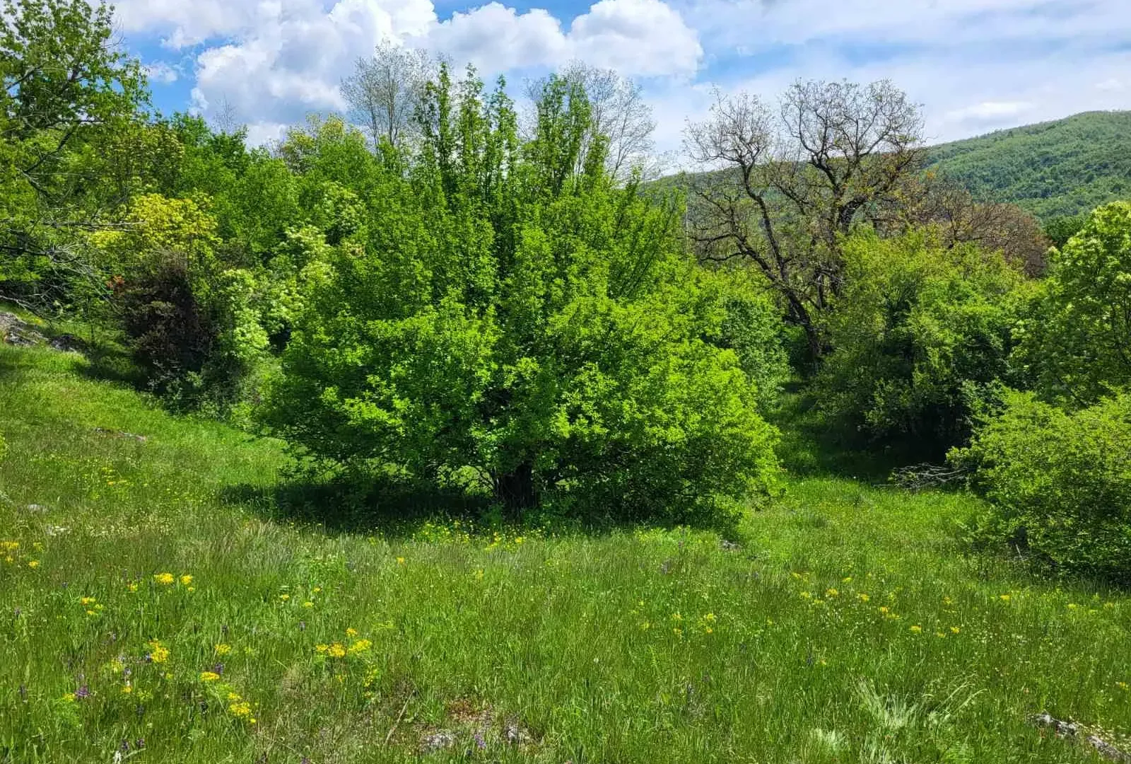 Prodaja, plac, 160000m², Nikšić, Crna Gora