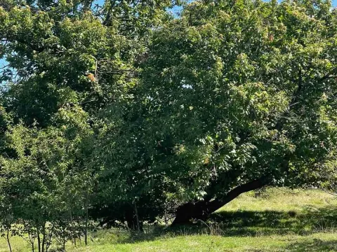 Prodaja, plac, 50000m², Bar, Crna Gora - image 7