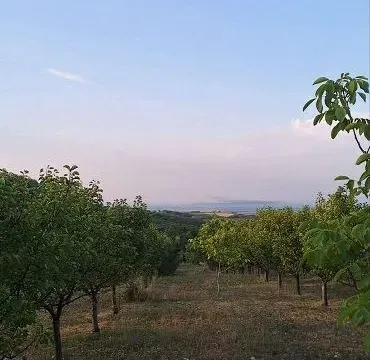 Sale, land lot, 11894m², Banja Vrdnik, Irig - image 4