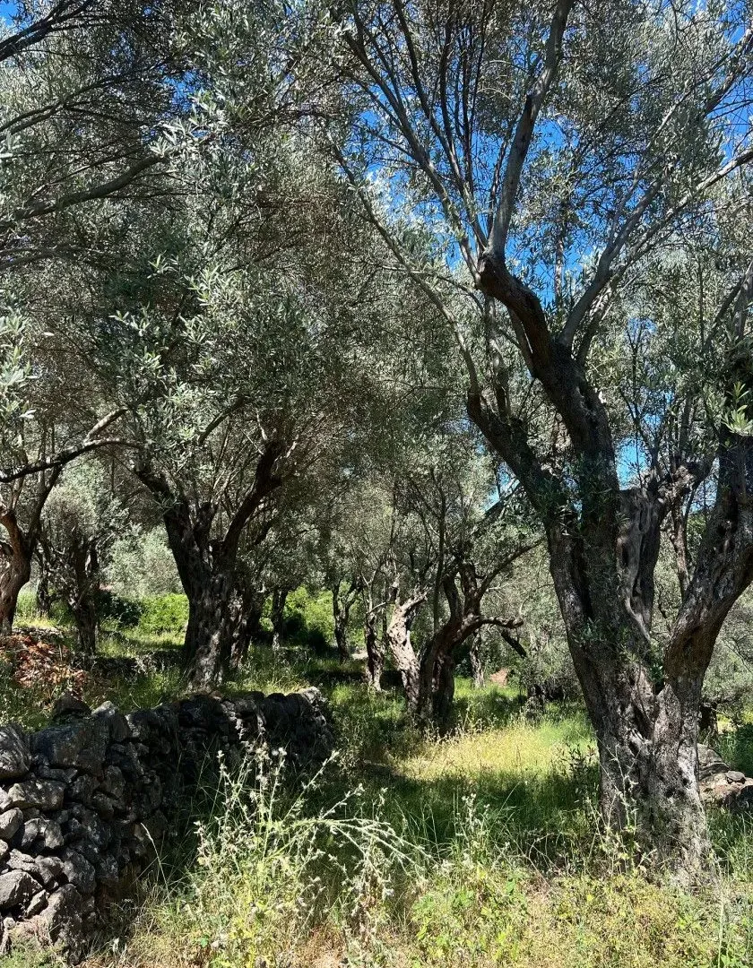 Sale, land lot, 1996m², Centar, Ulcinj
