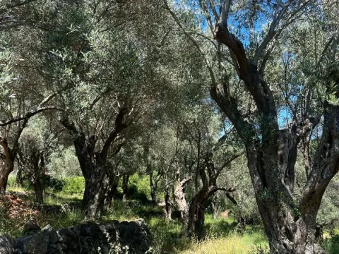 Prodaja, plac, 1996m², Centar, Ulcinj - image 3