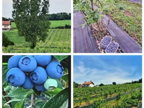 Sale, house, 120m², Smederevska Palanka, Srbija - image 7