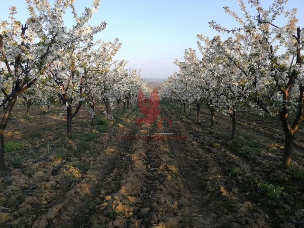 Prodaja, plac, 13700m², Koraćica, Mladenovac