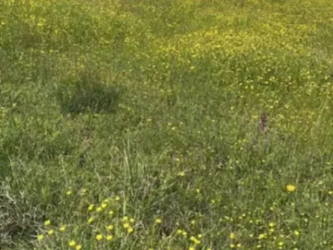 Prodaja, plac, 1800m², Spuž, Danilovgrad - image 2