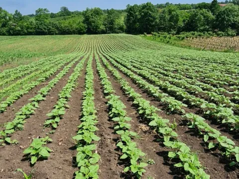 Prodaja, kuća, 75m², Čumić, Kragujevac - image 6