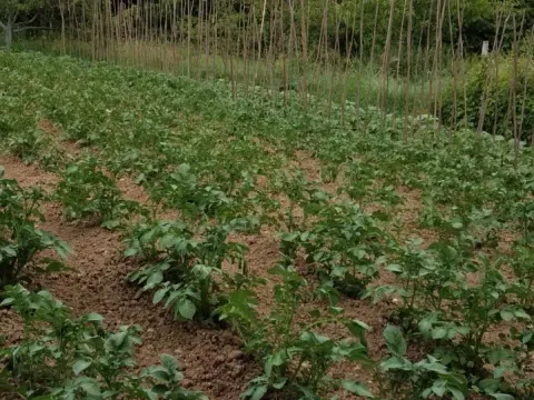 Sale, house, 88m², Pljevlja, Crna Gora - image 6