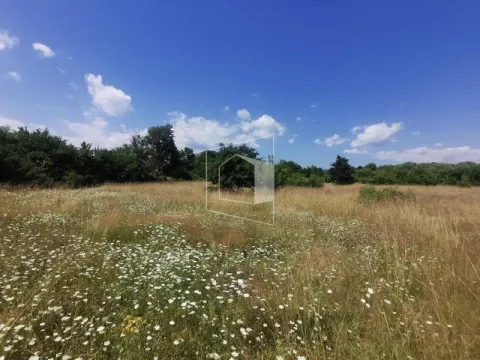 Pogled na prostrano zemljište sa travom i drvećem. - image 2