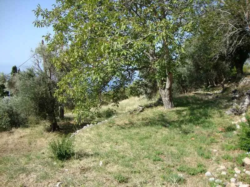 Zeleno dvorište sa stablima i travnatom površinom.