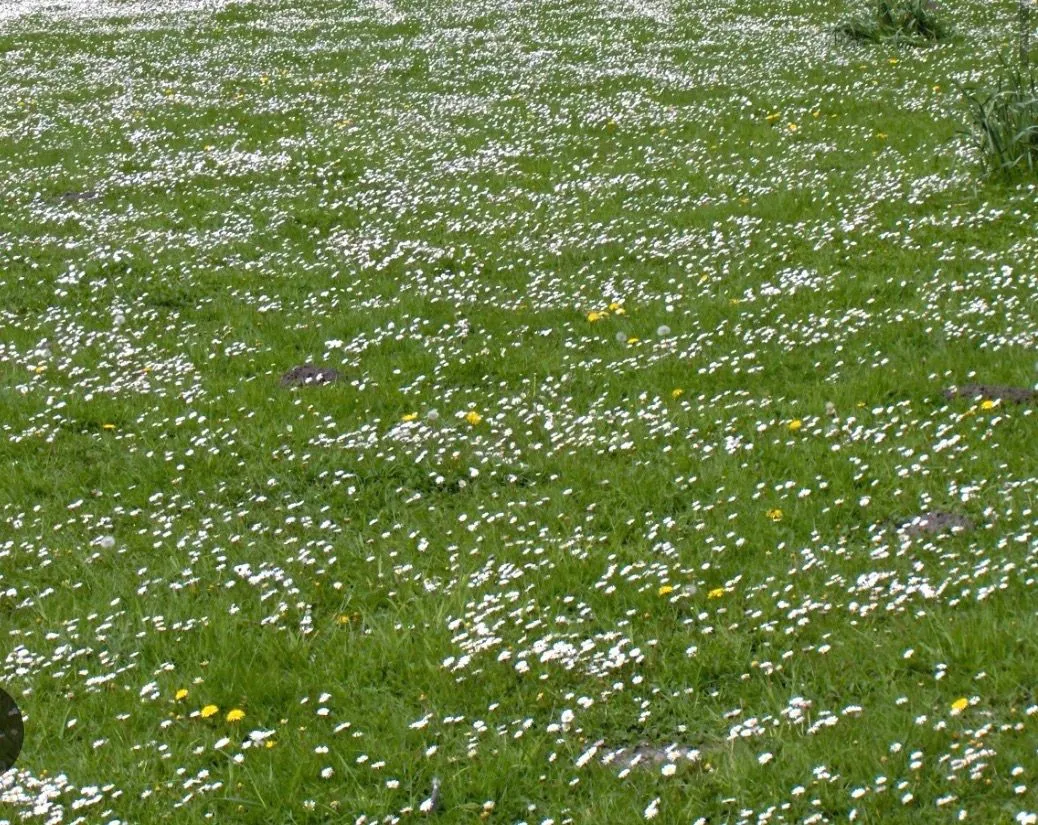 Prodaja, plac, 1140m², Radanovići, Kotor