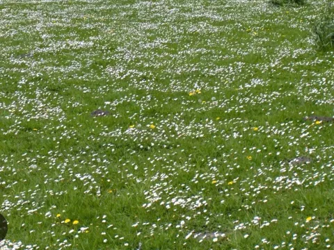 Zemljište in Radanovići