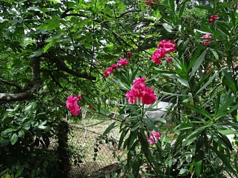 Prodaja, kuća, 71m², Orahovac, Kotor - image 12