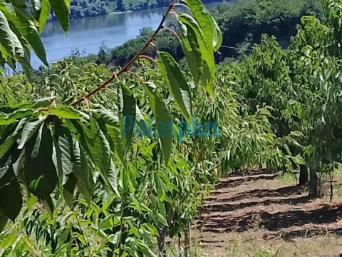 Sale, land lot, Plavinci, Grocka