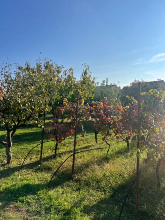 Prodaja, plac, 700m², Dalmatinska ulica, Podgorica