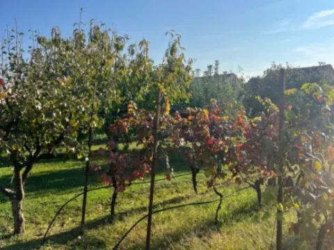 Prodaja, plac, 700m², Dalmatinska ulica, Podgorica - image 3