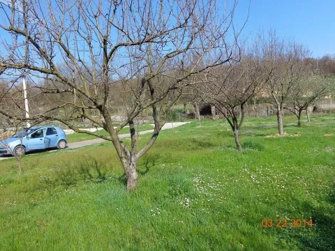 Travnati plac sa stablima voćaka i zelenom površinom pod sunčanim nebom. - image 5