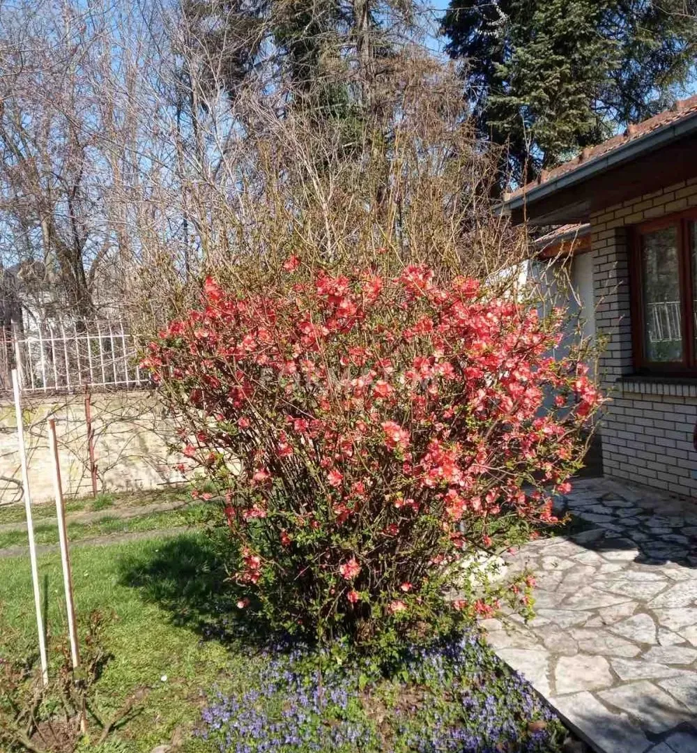Prodaja, kuća, 160m², Savski Venac, Beograd