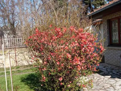 Prodaja, kuća, 160m², Savski Venac, Beograd - image 13