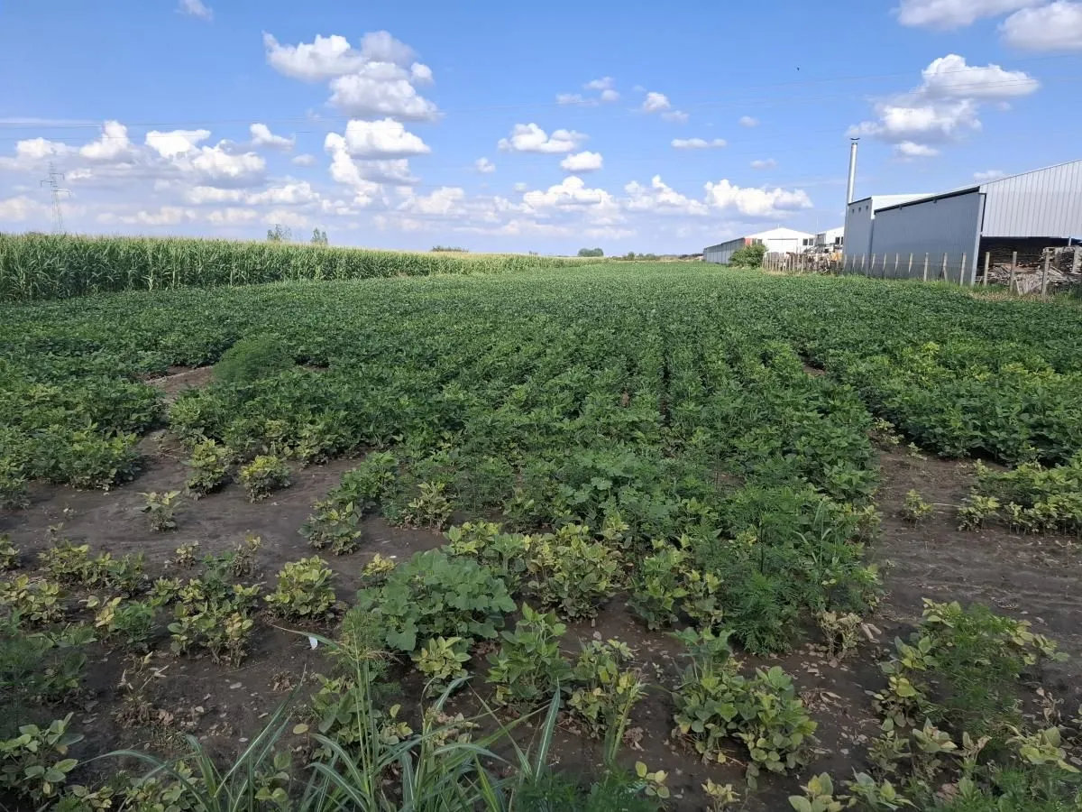 Sale, land lot, 9400m², Futog, Novi Sad Sve Podlokacije