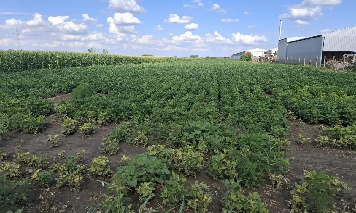 Sale, land lot, 9400m², Futog, Novi Sad Sve Podlokacije