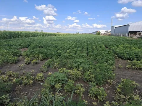 Sale, land lot, 94m², Futog, Novi Sad Sve Podlokacije