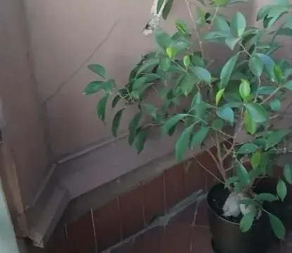 Prodaja, trosoban stan, 78m², Bezanijska Kosa 1, Bežanijska Kosa Sve Podlokacije - image 9