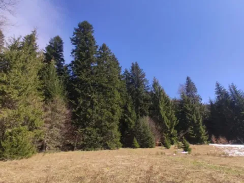 Prodaja, plac, 800m², Tara, Srbija - image 8