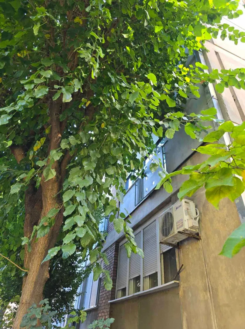 Pogled na spoljašnjost zgrade sa zelenilom i drvetom u prvom planu.