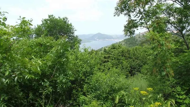 Pogled na prirodu i more okružen zelenilom i drvećem.