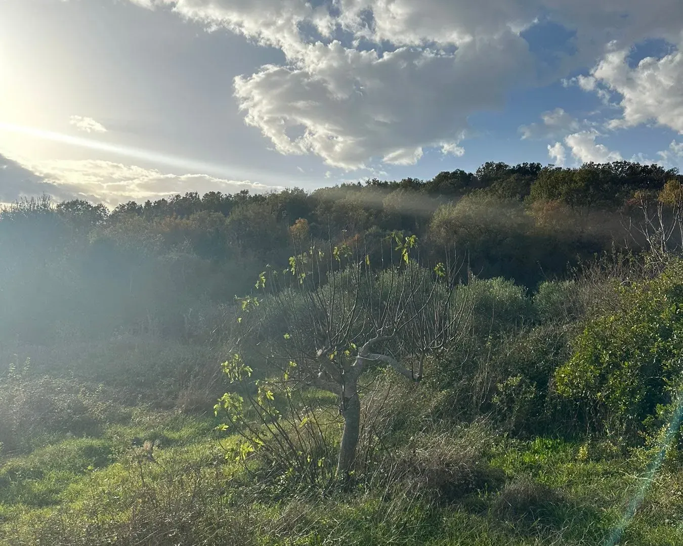 Prodaja, plac, 6000m², Ulcinj, Crna Gora