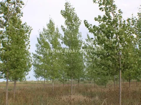 Prodaja, plac, 1378m², Zrenjanin, Srbija - image 5