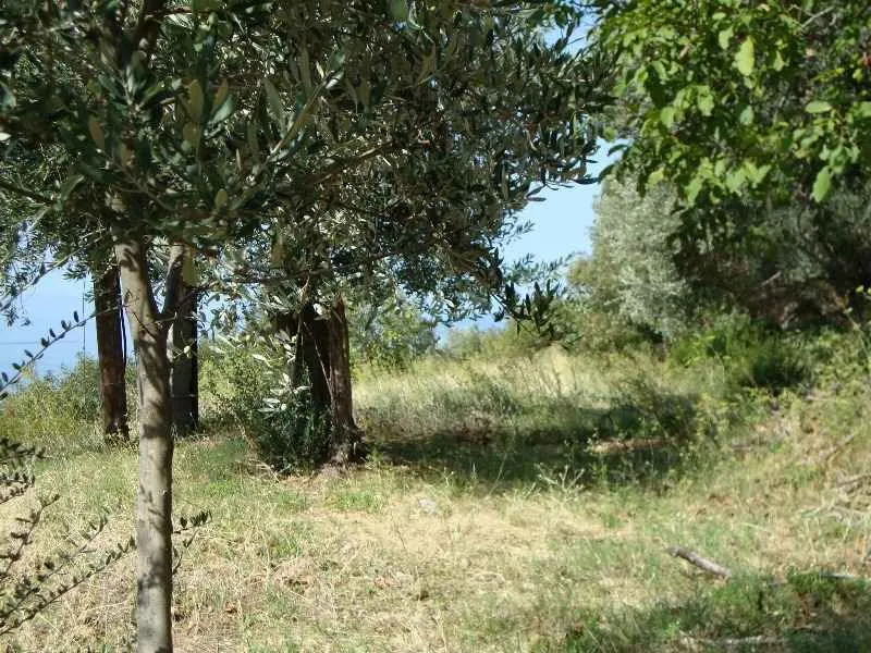 Zelenilo i drveće na parceli sa pogledom na prirodu.