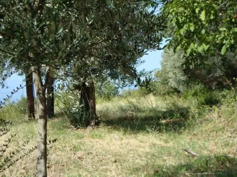 Zelenilo i drveće na parceli sa pogledom na prirodu. - image 6