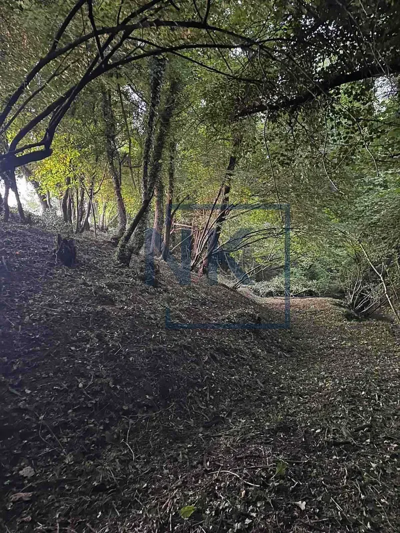 Wooded area and natural surroundings on the plot.