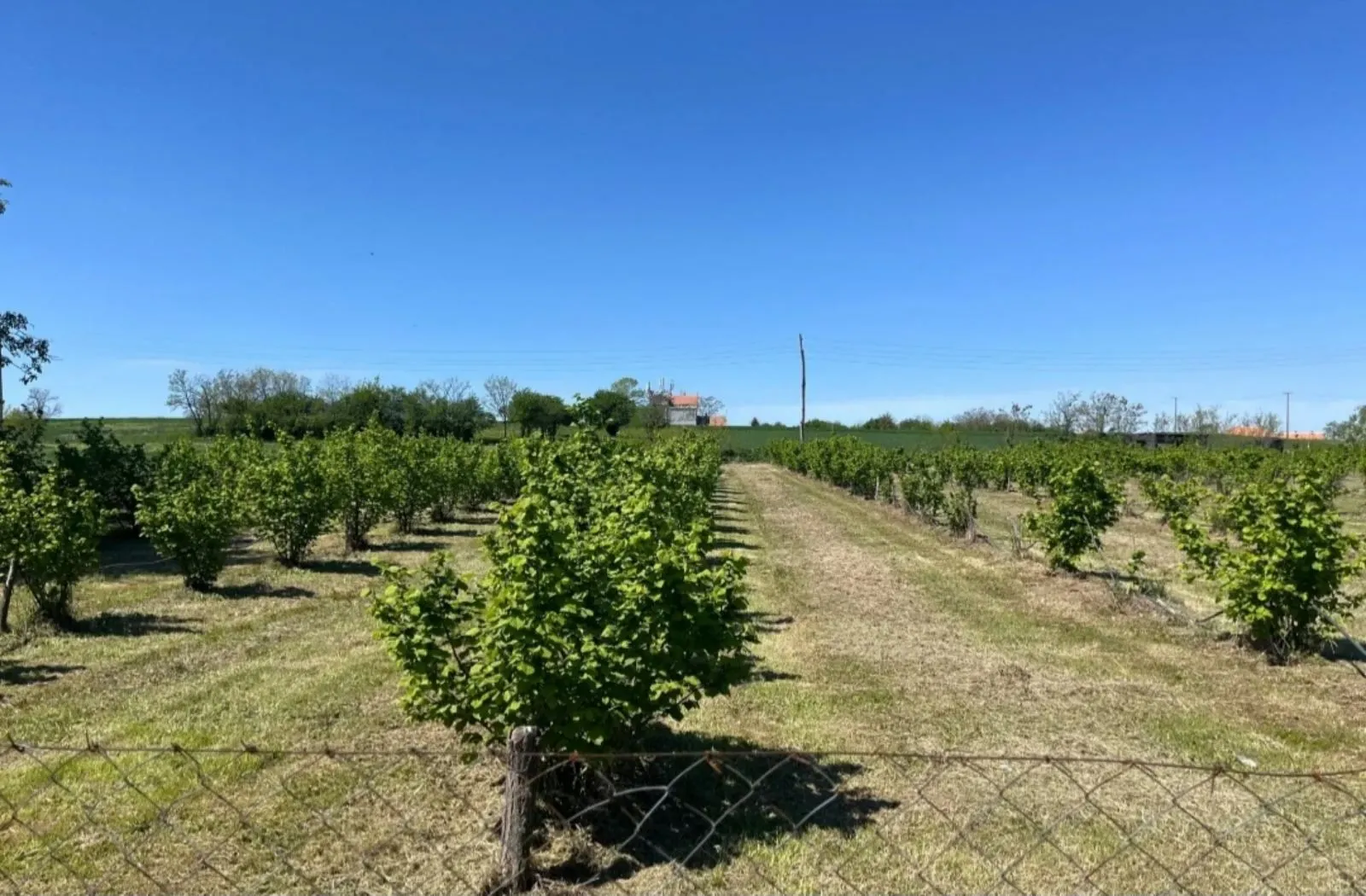 Prodaja, plac, 5000m², Vladimirci, Srbija