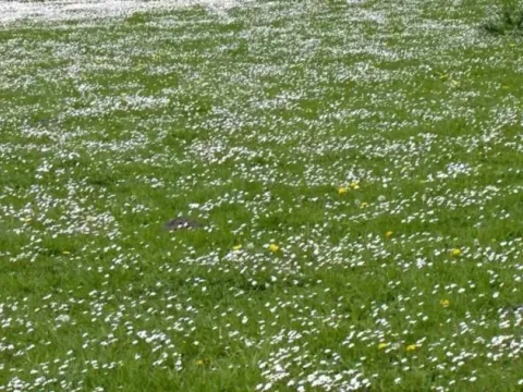 Prodaja, plac, 6000m², Bar, Crna Gora