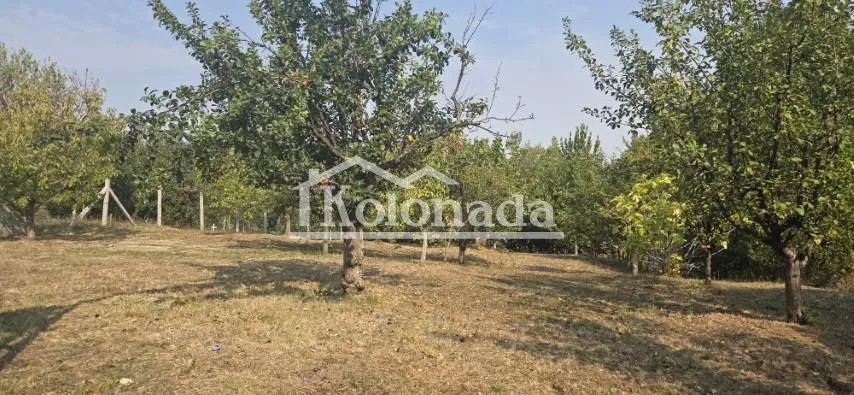 Pogled na prostrano dvorište puno zelenila i stabala voća.