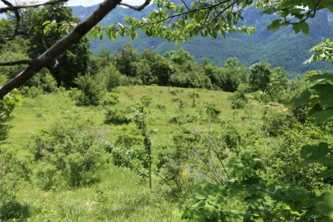 Prodaja, plac, 45000m², Gornje Lipovo, Kolašin - image 3