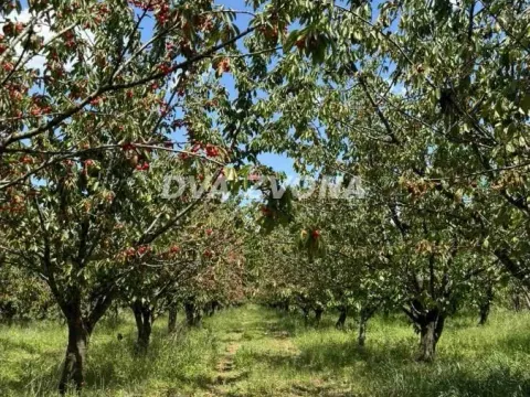 Prodaja, plac, 287m², Novi Slankamen, Inđija - image 2