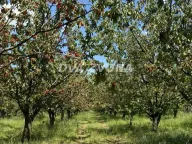 Sale, land lot, 287m², Novi Slankamen, Inđija - image 2