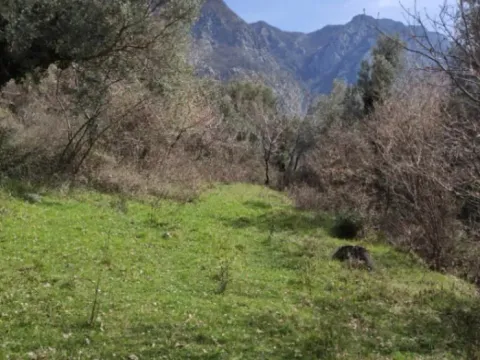 Prodaja, plac, 11000m², Risan, Kotor - image 4