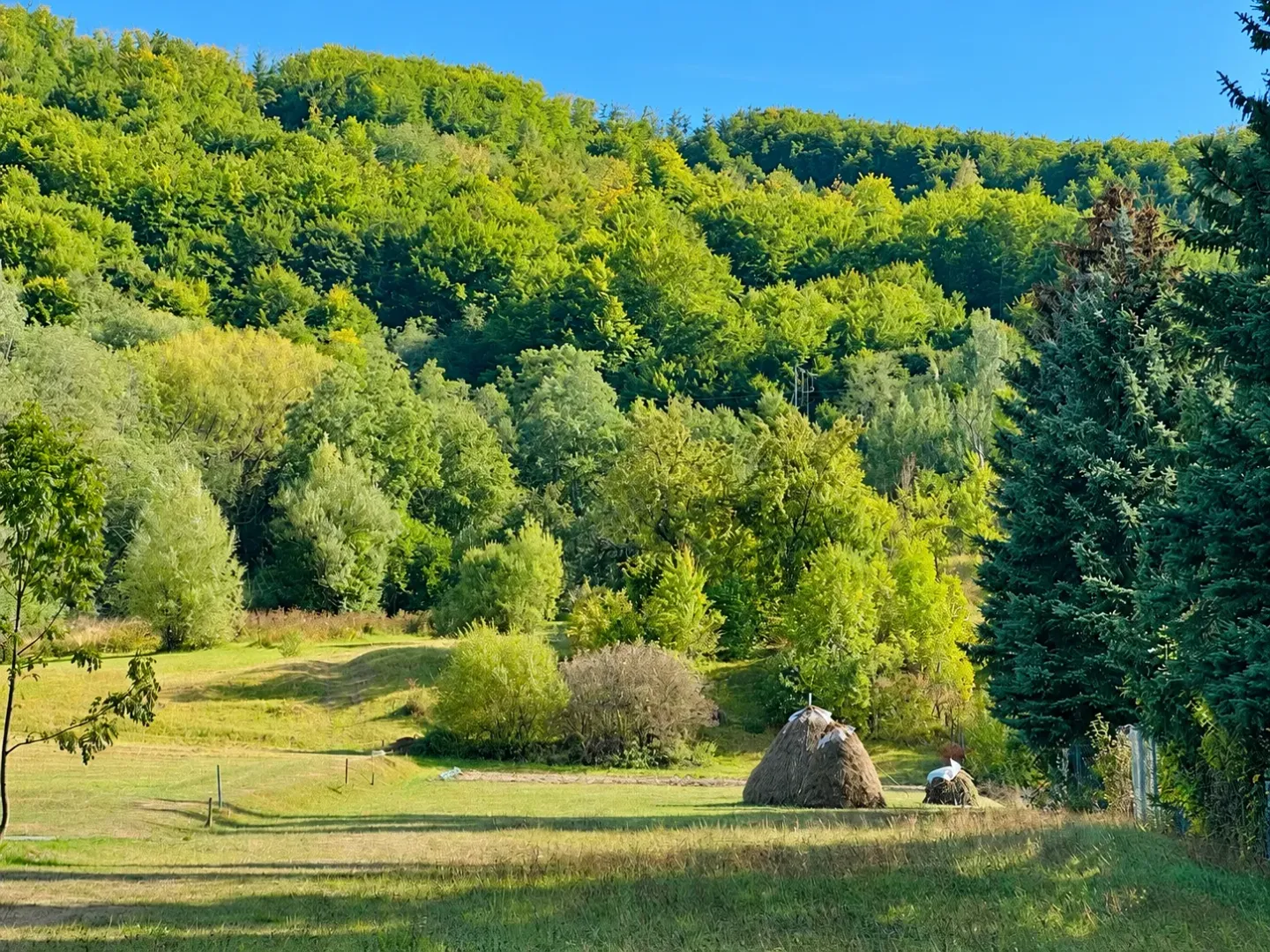 Zelena livada sa drvećem i pogledom na šumu.